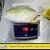 Import New Arrival Pompano Fish Frozen Whole Golden Pompano from China