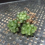New arrive succulent plants natural succulent plants live