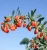 Import Organic fresh goji berry 2018 from China