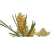 Pine Pollen Extract 20:1 Extract Powder