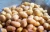 Import Potatoes/Fresh Potatoes/Fresh Vegetables! from India