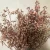 Import Preserved flower of  Small rice fruit flower material of  Craft gift Home flower arrangement from China
