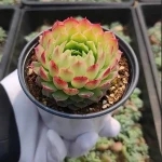 rare succulents wholesale indoor plants live plant fresh echeveria suculent natural