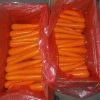 shandong new crop  Fresh Carrot