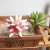 Import Simulation of succulents flying horns PVC artificial flowers artificial plants DIY supplies accessories from China