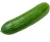 Import super Fresh Cucumber For Salad Cucumber from USA