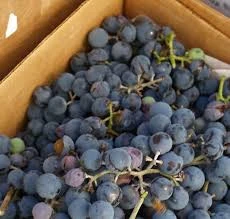 Sweet Delicious South Africa fresh grapes