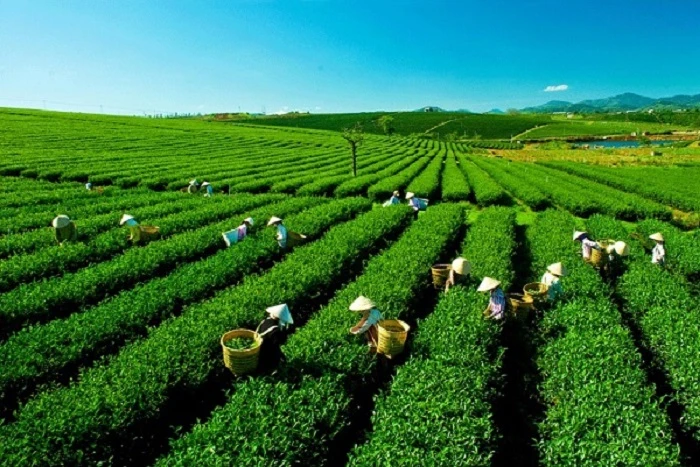 Tea And Coffee Vietnam Supplier Organic  Oolong  tea  OL _150 Jasmine And Lotus Flavor