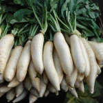 Thailand fresh New crop white radish with cheap price