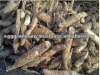 Thailand High Quality Organic Fresh Cassava for Sale
