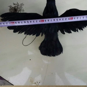 the Crow of the feather hunting crow decoy