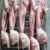 Import Top Quality Frozen Boneless Halal Rabbit for Sale from USA