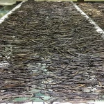 Vanilla Beans