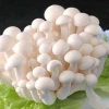 White beech mushroom brings health and happiness to people