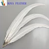 White Silver Pheasant Feather