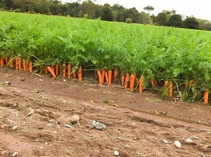 Wholesale carrots/ carrot price/ fresh carrots for sale