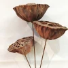 wholesale dried Ornamental plants real natural dried seedpod of the lotus for home decoration