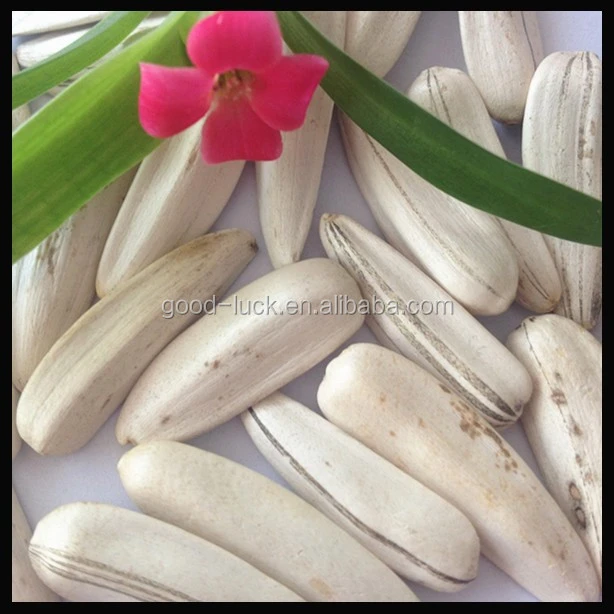 Wholesale Edible White Sunflower Seeds With Shell