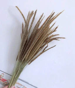 Wholesale home decoration dried flower horsetail grass Solodago altissima
