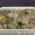 Import Wholesale lovely real plants mix lithops from China