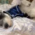 Wholesale Pet French Style Dog Pajamas Dog Comfortable Cotton Fashion Night Clothes