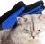Import Wholesale Pet Grooming Glove Best Seller USAAmazon Pet Dog Cat Hair Removal Cleaning Grooming Brush Tool Gloves from China