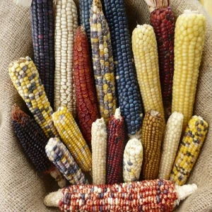 Yellow Corn & White Corn Maize for Human & Animal Feed