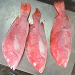 Red Snapper - HIGH QUALITY