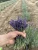Import Lavender Buds from USA