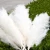 Import Trending Product 2022 Decorative Flowers and Plants Wreath Large White Fluffy Pampas Grass from China