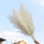 Import Trending Product 2022 Decorative Flowers and Plants Wreath Large White Fluffy Pampas Grass from China