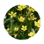 Import Ranunculus ternatus thunb from China