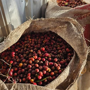 Single Origin Indonesian Coffee Beans | Authentic Regional Character