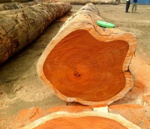 A grade Tali wood logs for sale