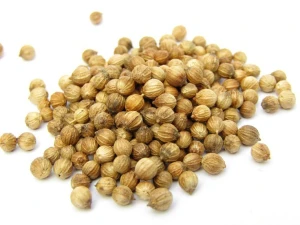 premium-quality coriander with customizable packaging