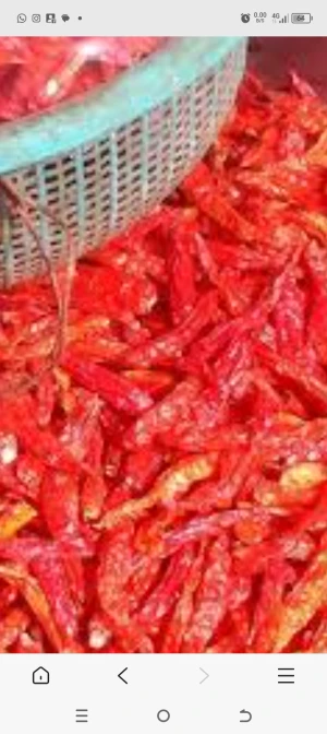 Driy peppe 🌶️