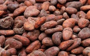Bulk Quantity Dried Grade A Cocoa/ Cacao beans