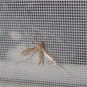 18*16 mesh  Fiberglass Window Screen fly inscect screen mosquito screen