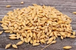 Quality Barley Grains for Export