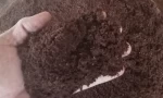 Coco Peat