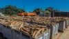 Planting and Processing Cassava