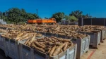 Planting and Processing Cassava
