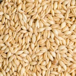Best Offer For Bulk Barley Grains With Barley Stocked And Ready To Ship At Lowest Price Per Kilogram