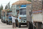 Cassava Chips and  Starch and other derivative products