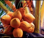 King coconuts & Papayas