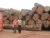 Import A grade Tali wood logs for sale from South Africa