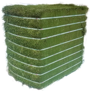 Quality Rhodes Grass Alfalfa Hay