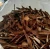 Import GANODERMA LUCIDUM / LingZhi Mushroom wild / 生金”种灵芝 from Indonesia