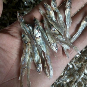 Dry anchovy and kapenta fish