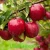 Import Red apple from Uzbekistan